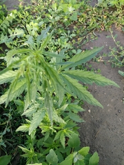 Cannabis sativa