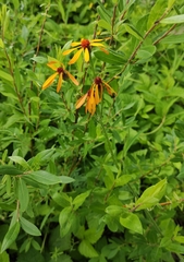Tephroseris porphyrantha