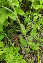 Tephroseris porphyrantha