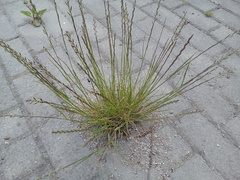 Lolium perenne