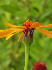 Tephroseris porphyrantha