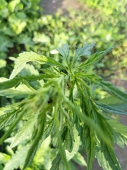 Cannabis sativa
