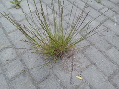 Lolium perenne