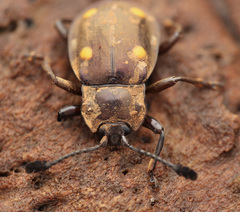 Eumorphus tetraspilotus