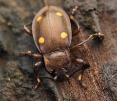 Eumorphus tetraspilotus