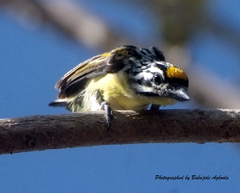 Pogoniulus chrysoconus