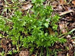 Galium virgatum