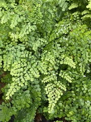 Adiantum venustum