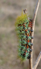 Pseudautomeris grammivora