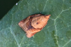 Clepsis consimilana