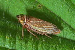 Aphrodes makarovi