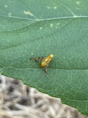 Strauzia longipennis