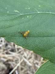 Strauzia longipennis