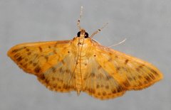 Patania balteata
