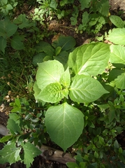 Solanum nigrum
