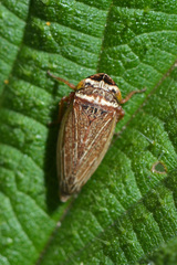Aphrodes makarovi