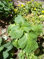 Solanum nigrum