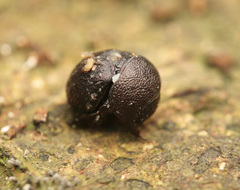 Madrasostes
