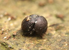 Madrasostes