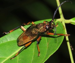 Hileolaspis aurata