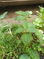 Solanum nigrum