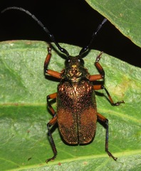 Hileolaspis aurata
