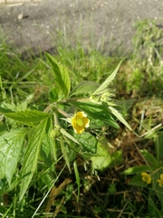 Geum aleppicum