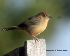 Cisticola aberrans