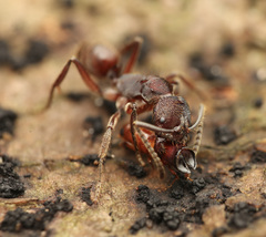 Odontoponera transversa