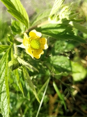 Geum aleppicum