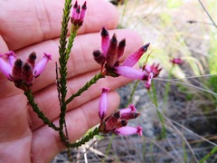 Erica cristata
