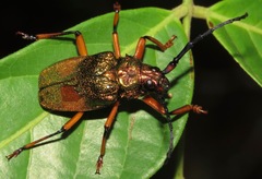 Hileolaspis aurata