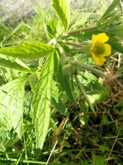 Geum aleppicum