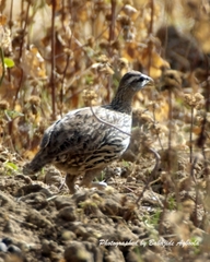 Pternistis bicalcaratus