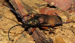 Hileolaspis aurata