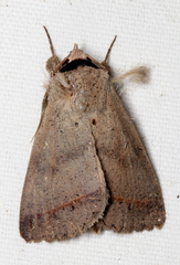 Pantydia capistrata