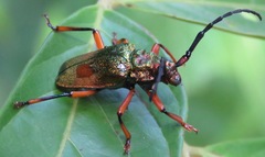 Hileolaspis aurata