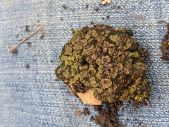 Psora pseudorussellii