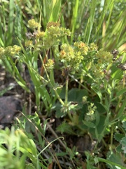 Alchemilla glaucescens