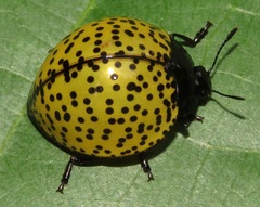 Aegithus burmeisteri