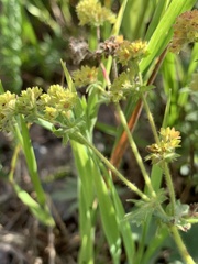 Alchemilla glaucescens