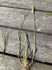 Hordeum secalinum