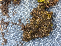 Psora pseudorussellii