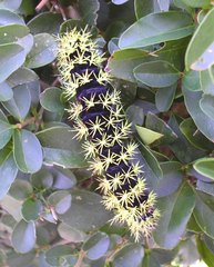 Leucanella viridescens