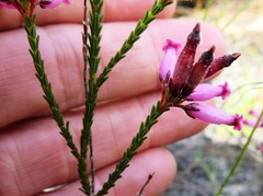Erica cristata