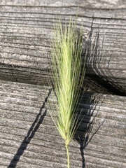 Hordeum secalinum