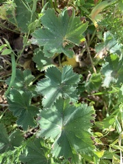 Alchemilla glaucescens