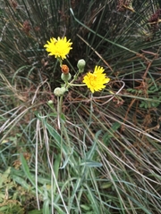 Sonchus maritimus