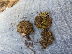 Psora pseudorussellii