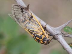Cicadatra querula